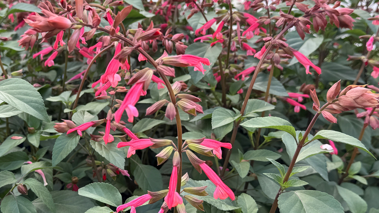 Upright stems of orange flowers bloom above green leaves.