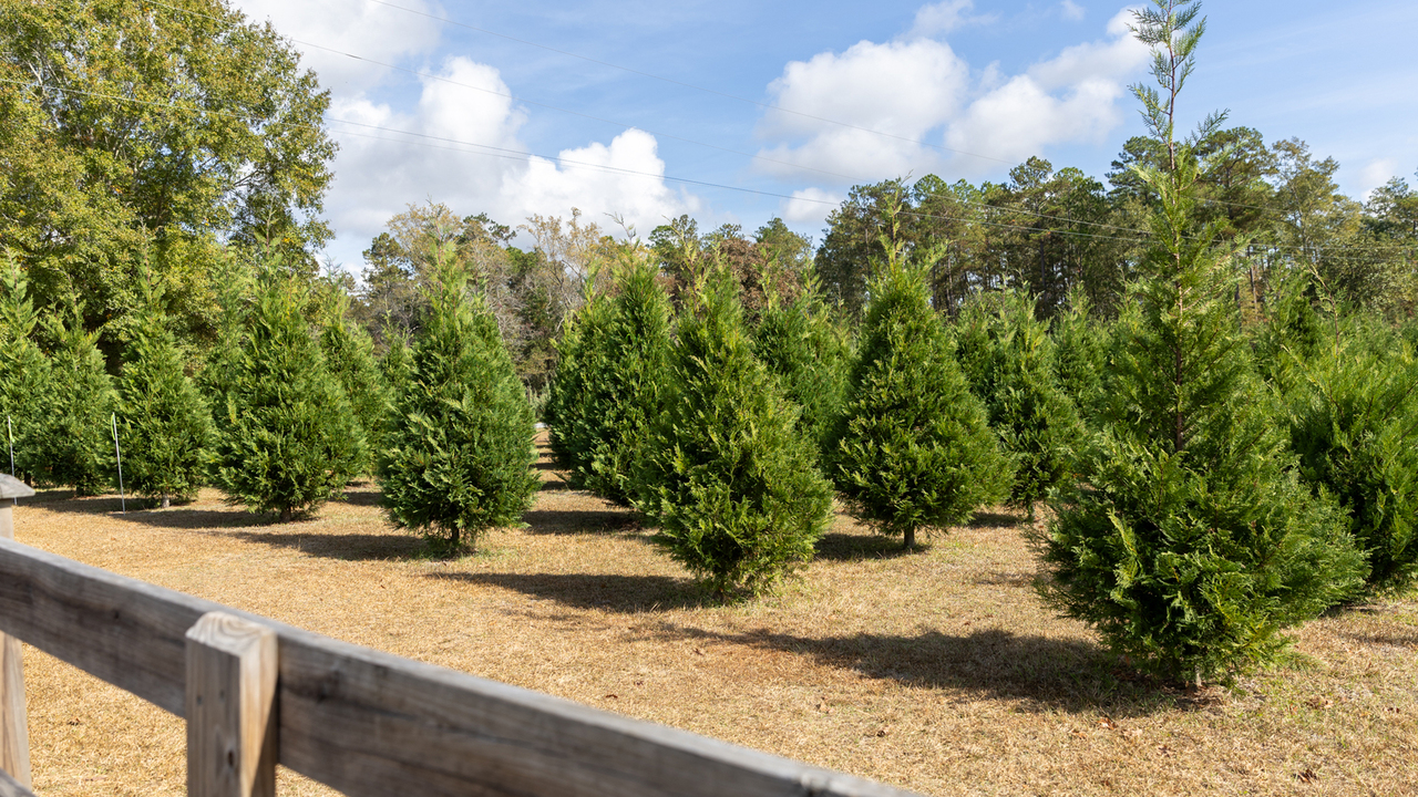Christmas trees grow in a field behind a wooden fence.
