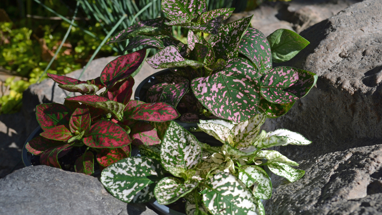 Plants with speckled leaves are part of a rock landscape.