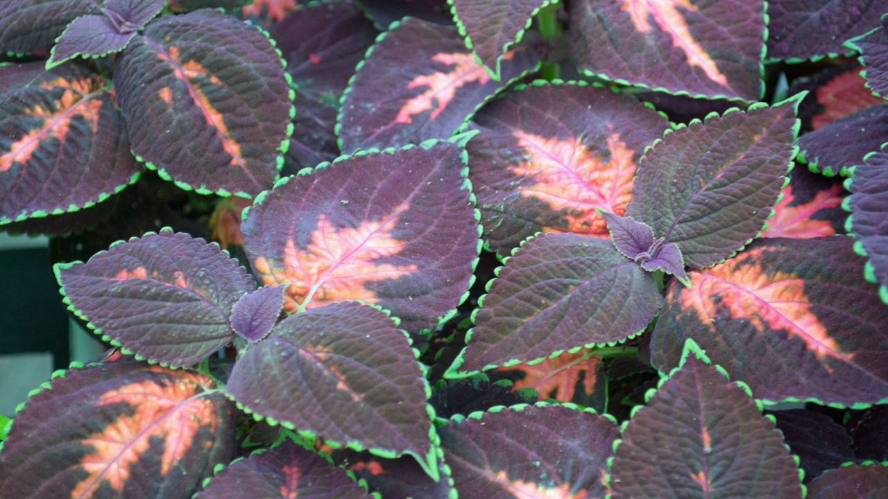 Dark leaves have green edges and pink centers.