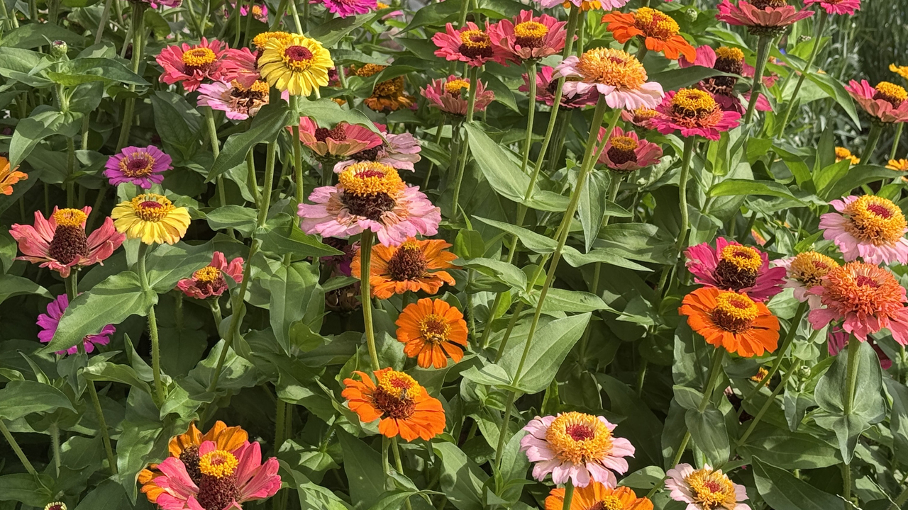 Dozens of colorful flowers bloom on tall stems.