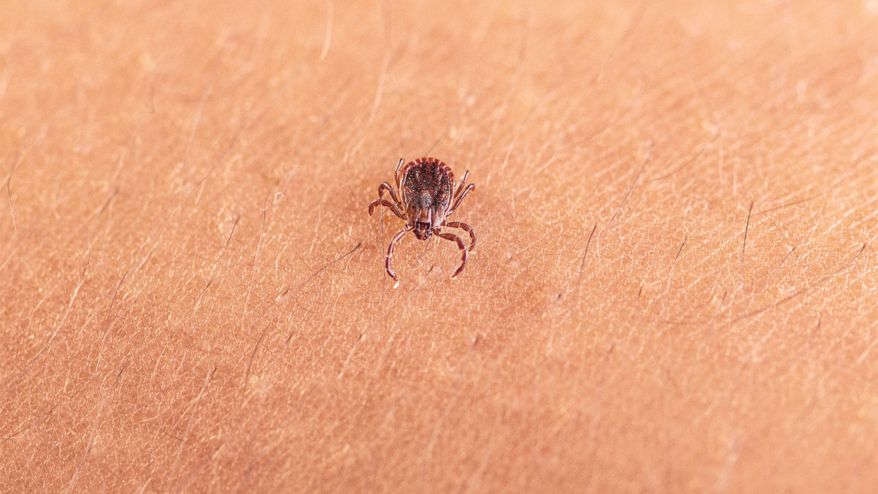 An adult female Asian longhorned tick, Haemaphysalis longicornis, crawling on a person’s skin.