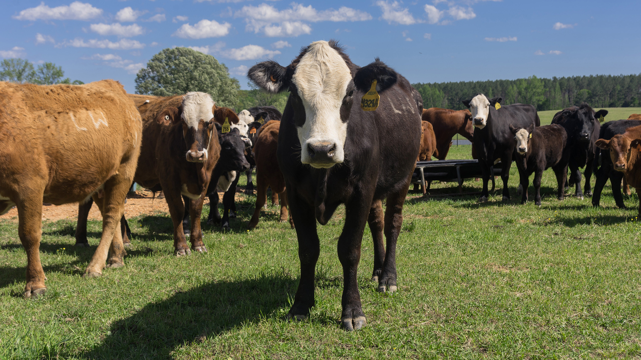 Black cow and calf stand in tall pasture grass while several other cattle graze in the background near a tree-lined field.
