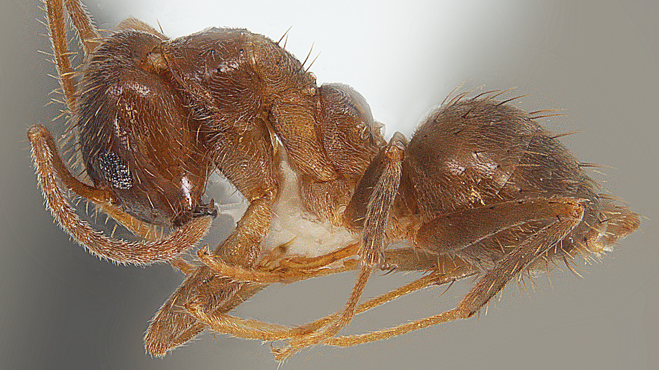 A brown ant specimen is shown with a marker for scale.