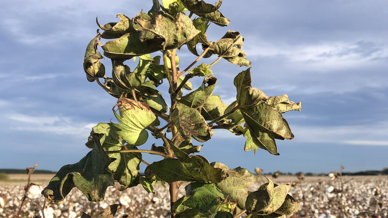 A tall, green weed in the foreground with a cloudy sky and cotton field in the background.