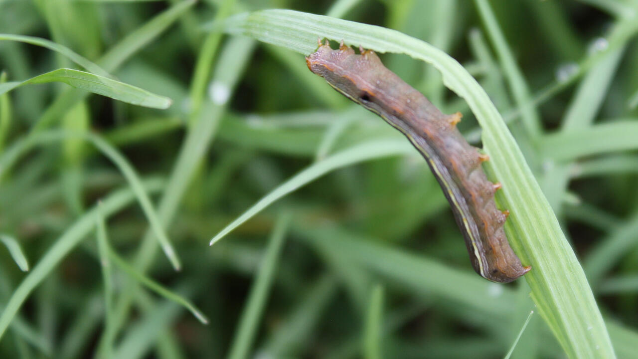 A brown caterpillar hangs upside down on a curving blade of grass.
