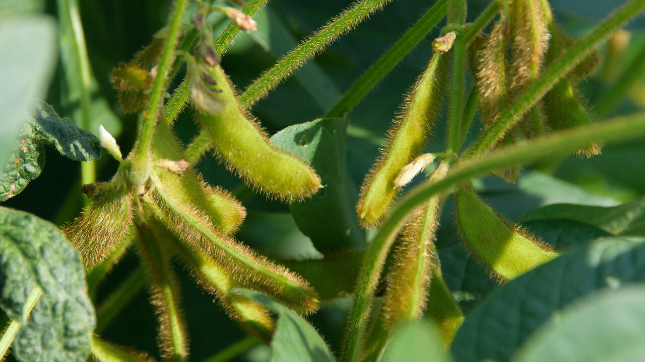 Fuzzy, green pods grow on a soybean plant.