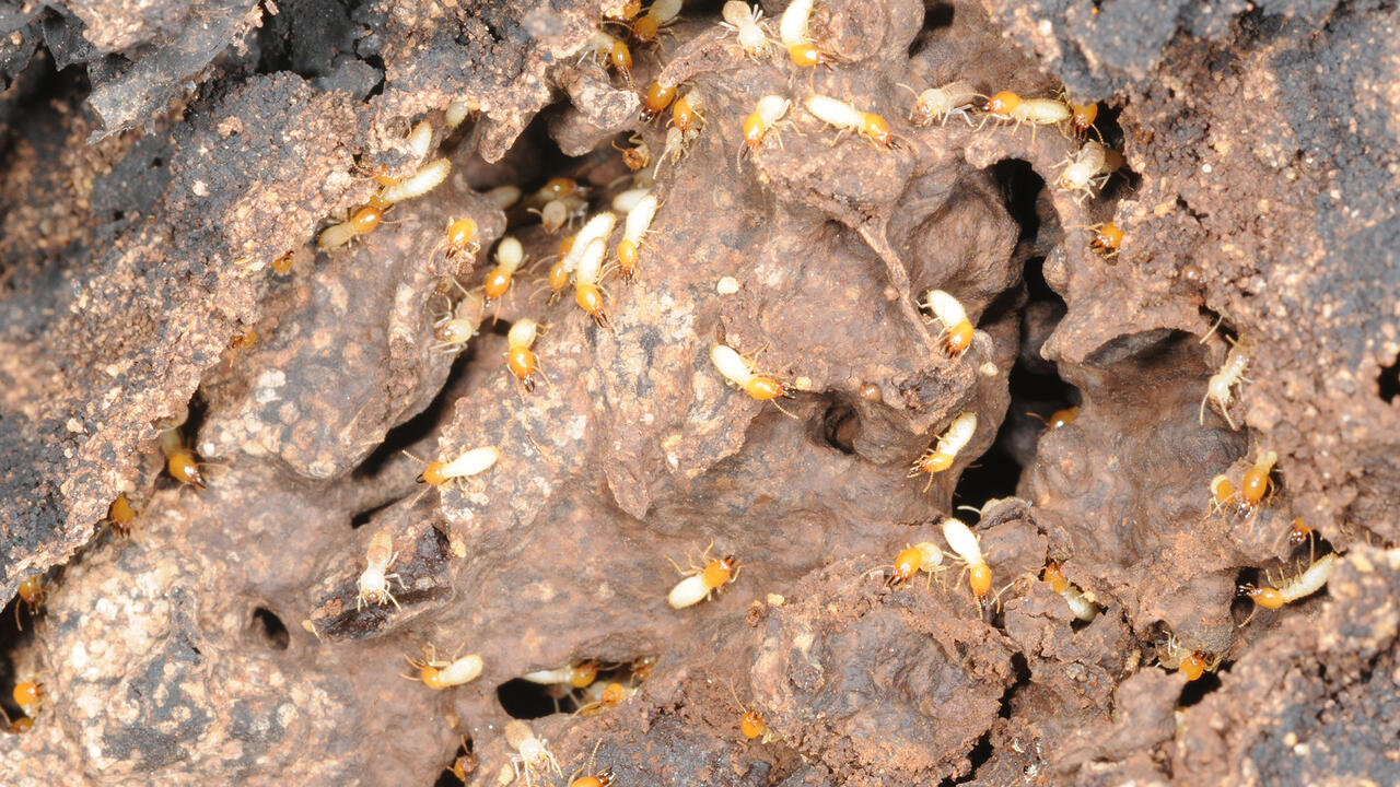 Numerous tiny, white insects with brown heads dot a surface full of holes and crevices.
