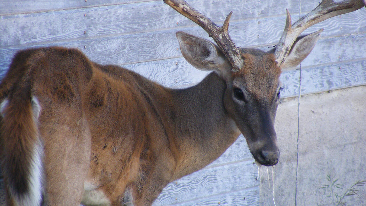 An unhealthy deer stands next to a wall.