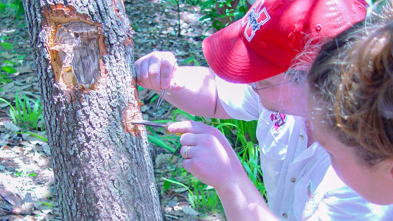 A man uses small tools to work on a tree.