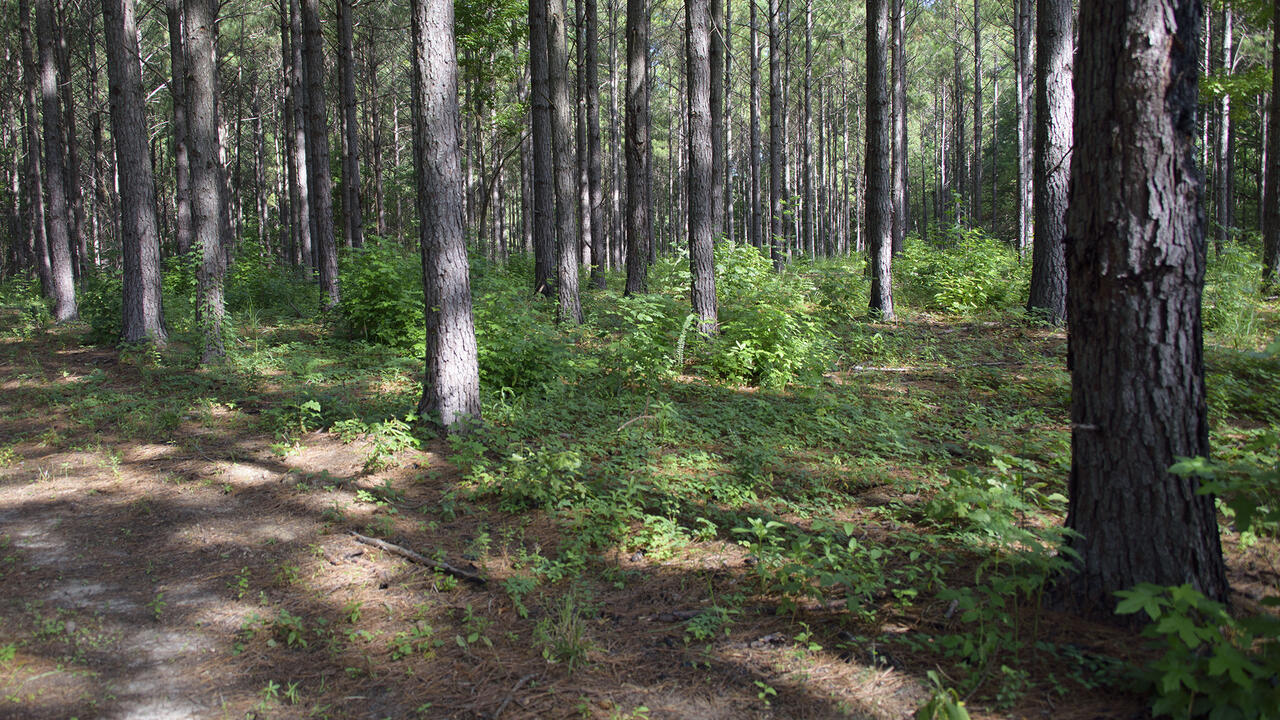 Sunlight trickles through a stand of timber.