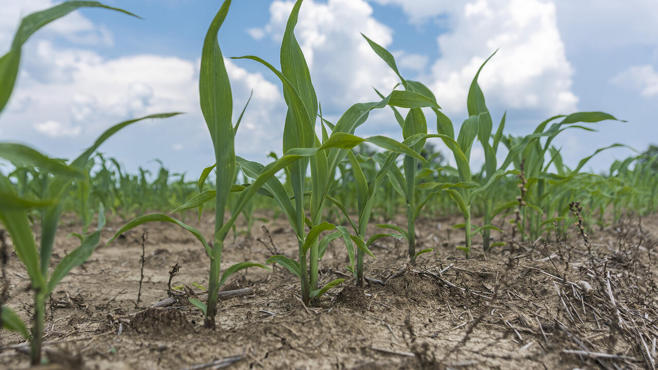 Small corn plants grow in a field.