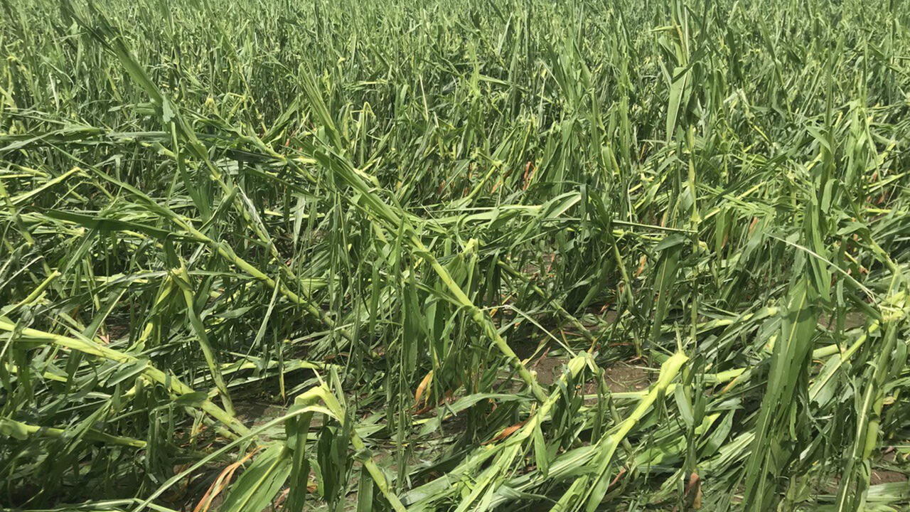  Corn plants snapped by hail and wind damage