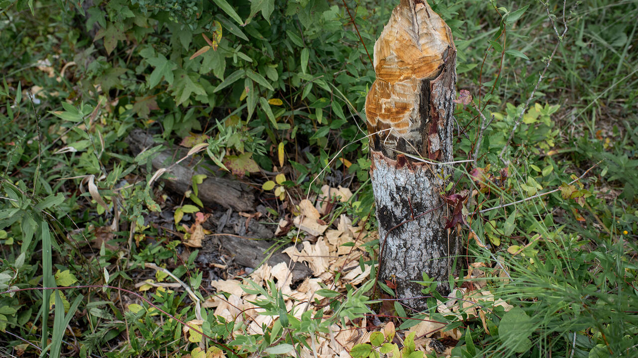Wood chips lie at the base of a tree stump that has been chewed into a point.