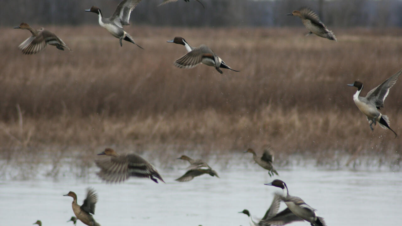 Ducks in a marsh
