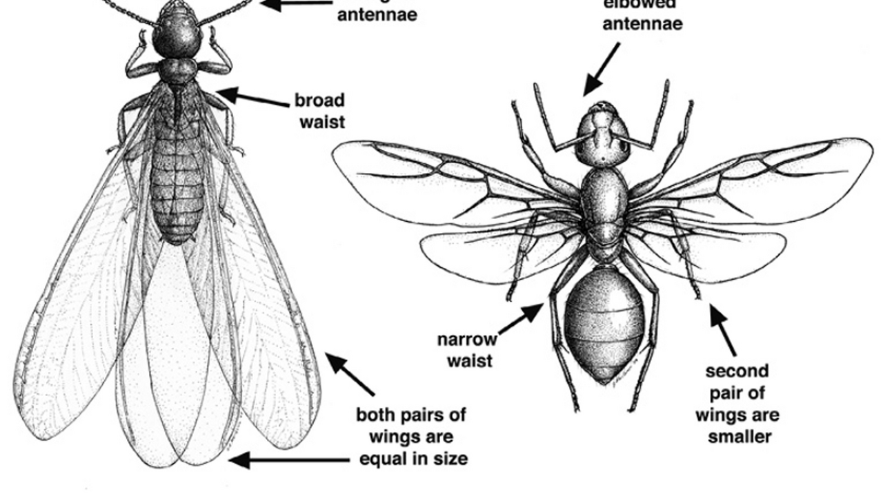 Black and white, labeled drawing of a winged termite and winged ant.