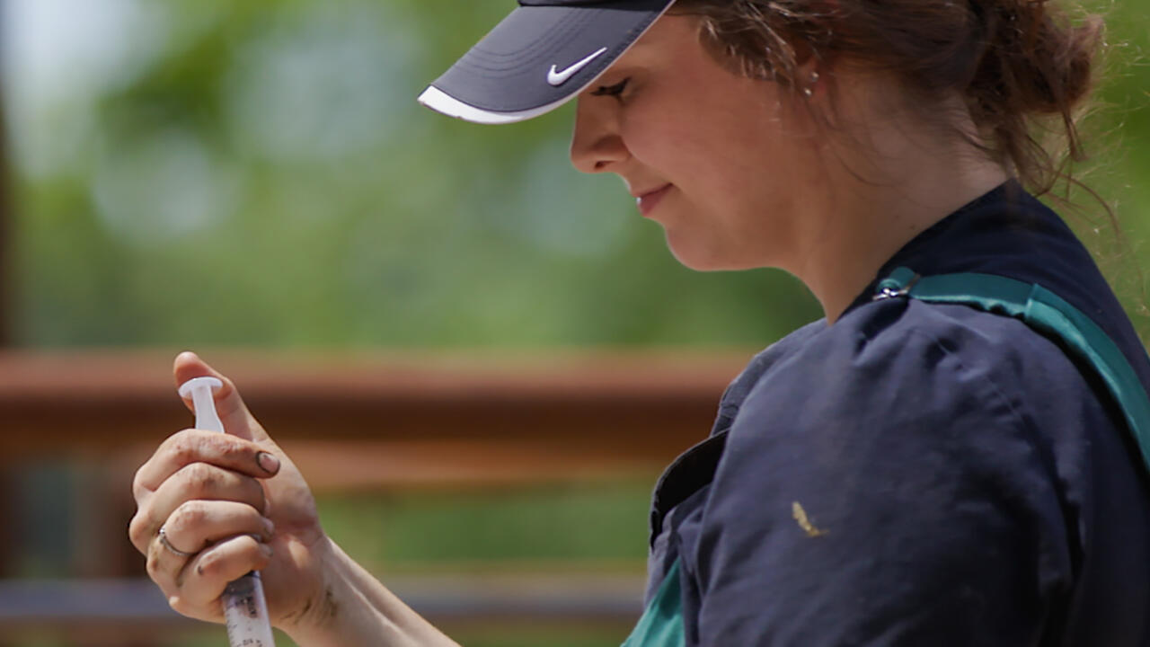 A veterinarian loads a syringe with medication for an animal.