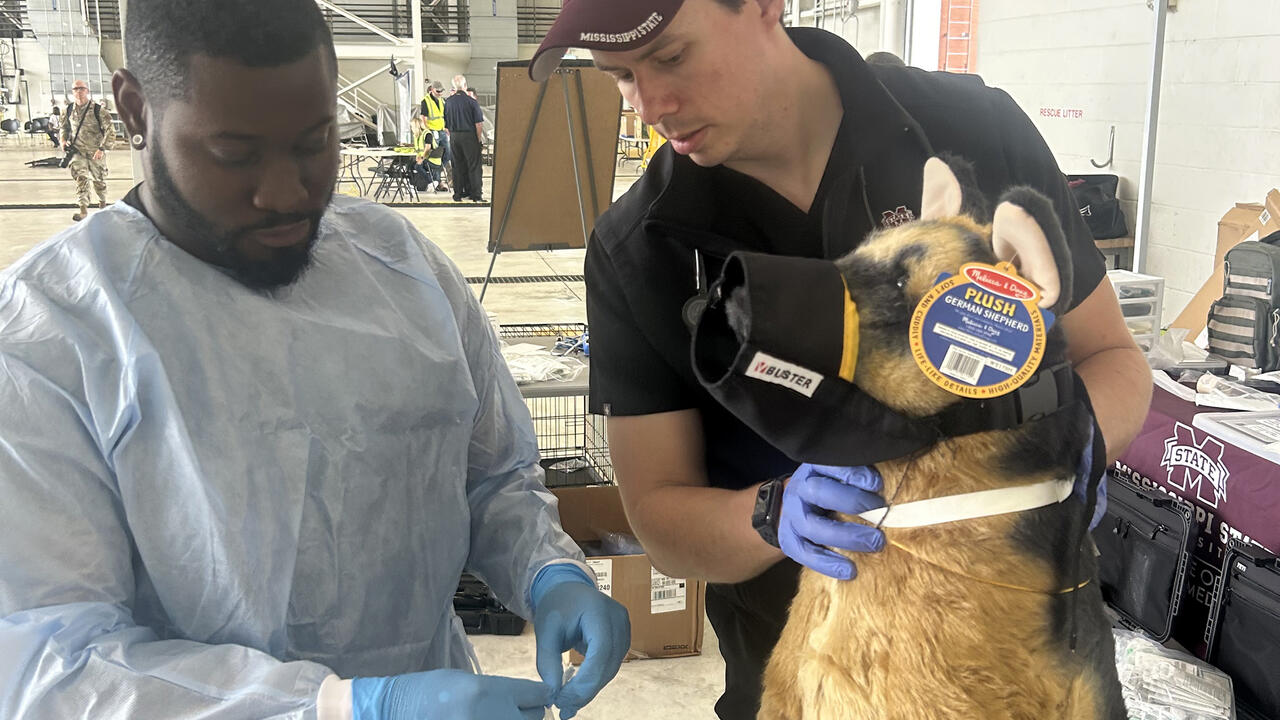Two veterinarians pretend to treat a mannequin of a German Shepherd dog for injuries.