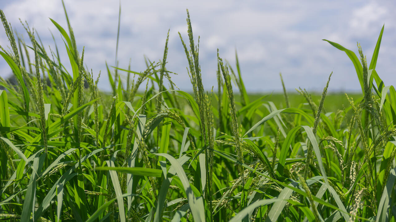 Close-up of rice growing in a field