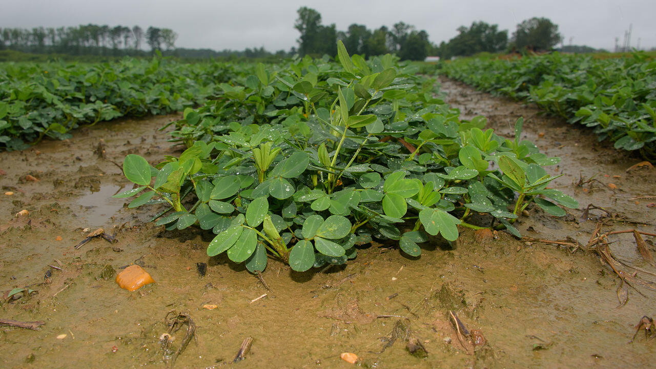 Rows of peanut plants.