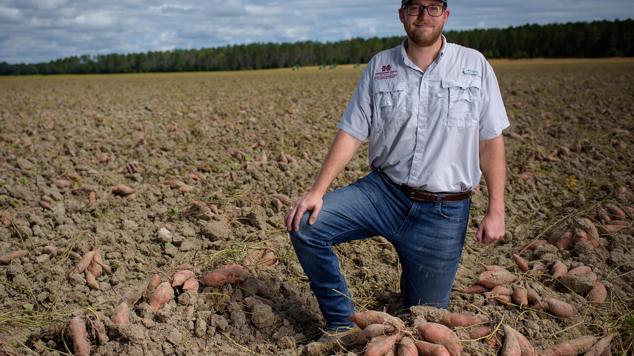 A man kneels in a sweet potato field.