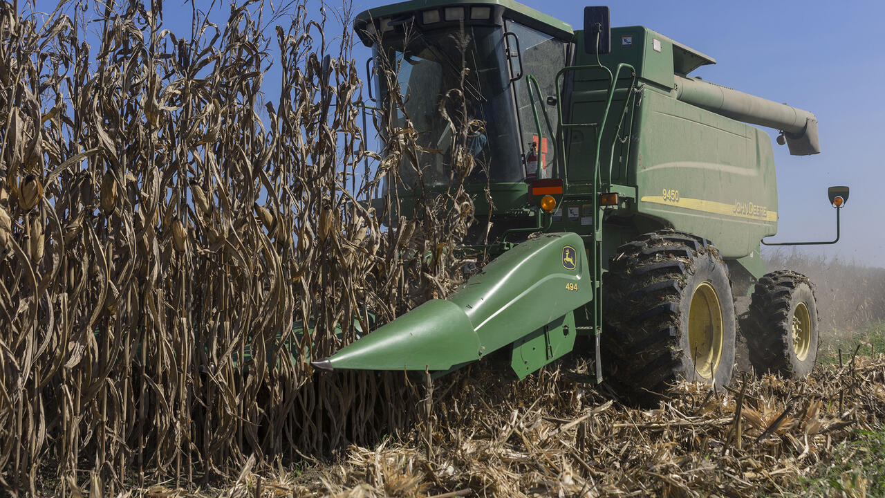 A combine harvests corn.