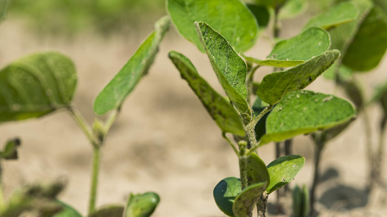 Young soybean plants emerge.