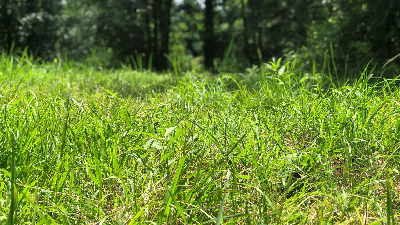 A close-up of tall grass with trees in the background.