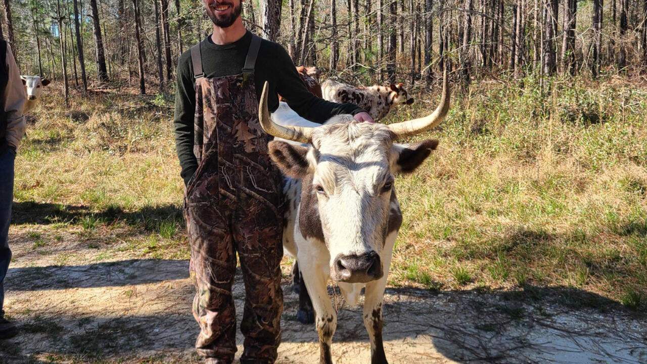 Man with a bull