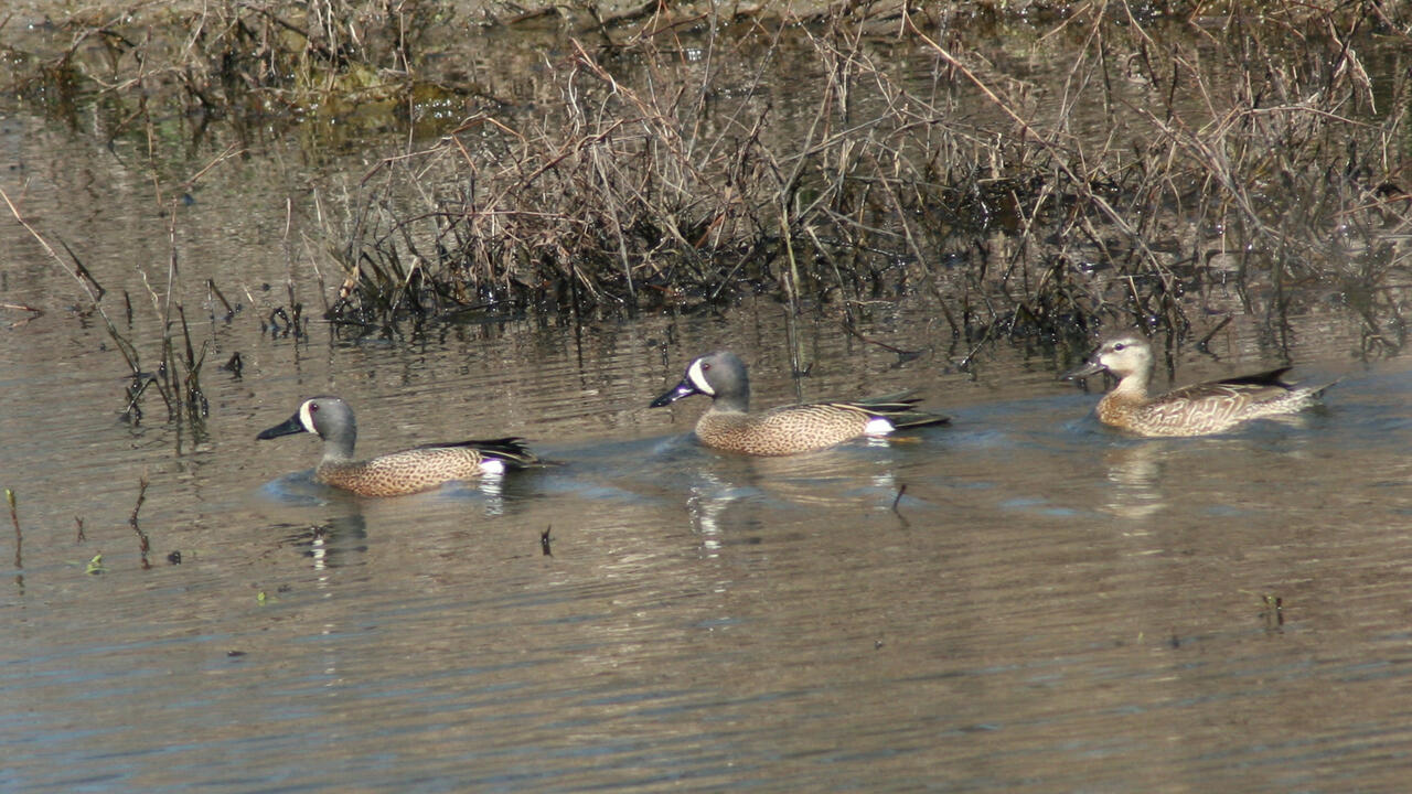 Three bright, colorful ducks in a pond.