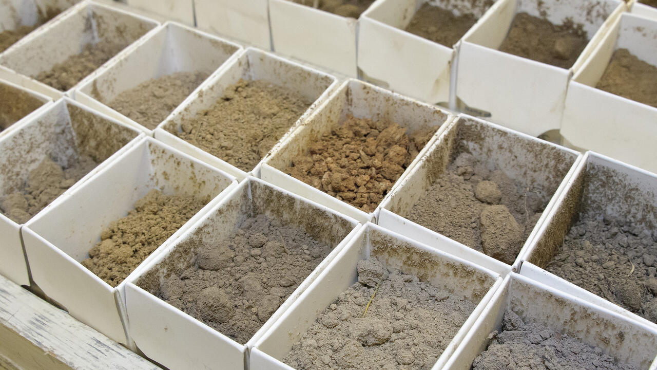 Boxes of soil are arranged in rows.