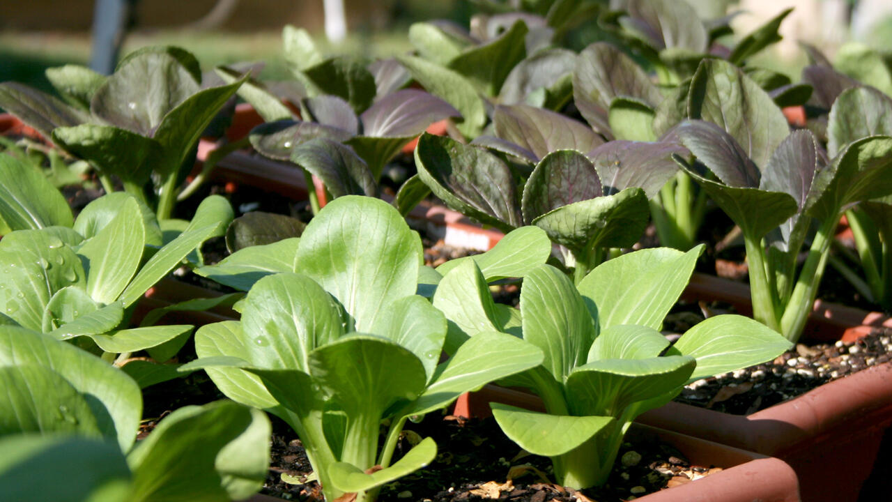 Miniature green bok choi plants grow in small window box containers.