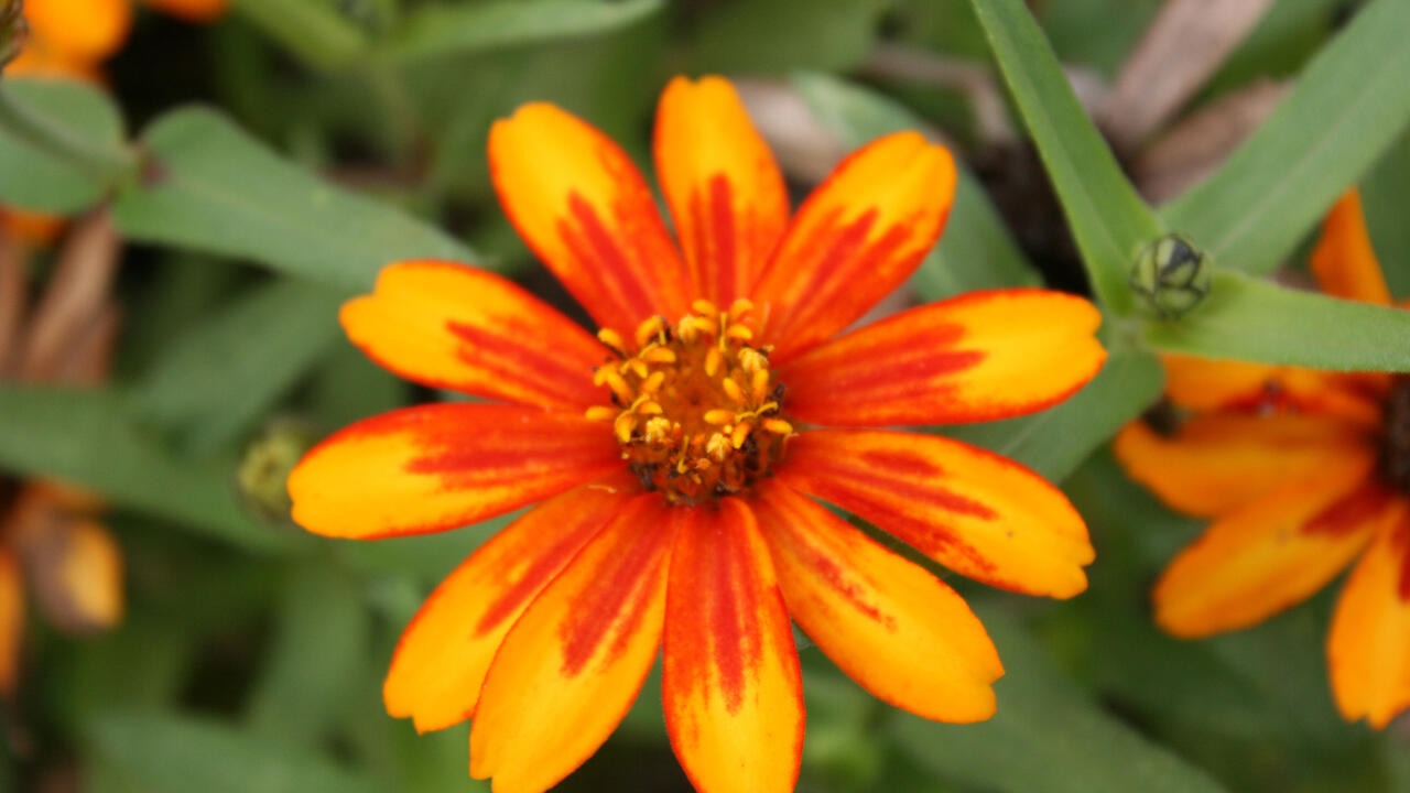 A single, orange bloom is open against a background of green.