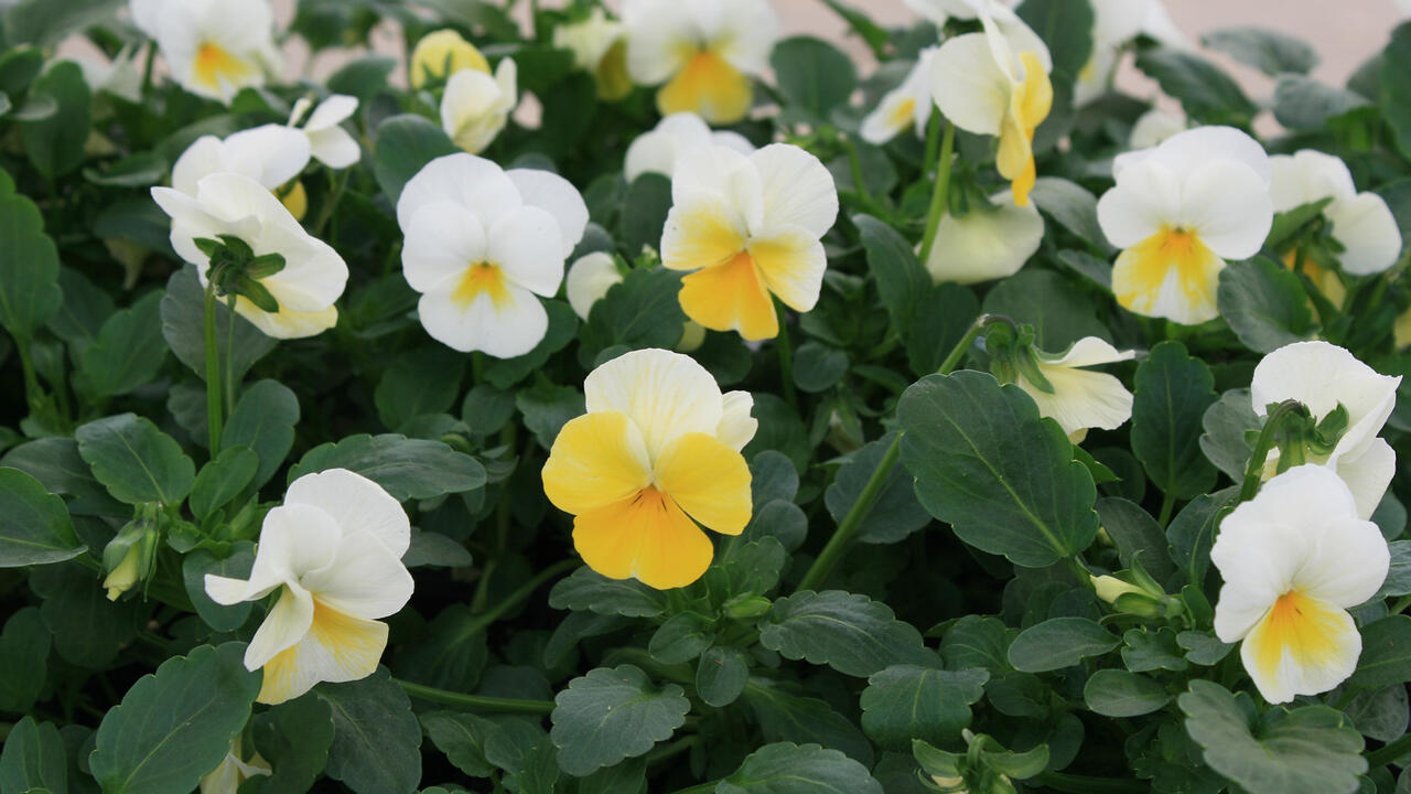 Flowers with white and yellow petals bloom above lush, green leaves.