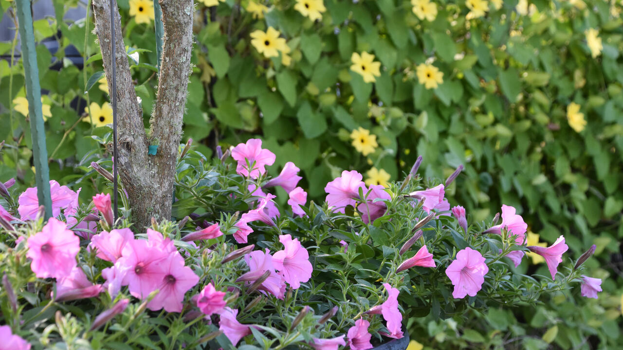 Purple flowers bloom in front of a wall of green with yellow flowers.
