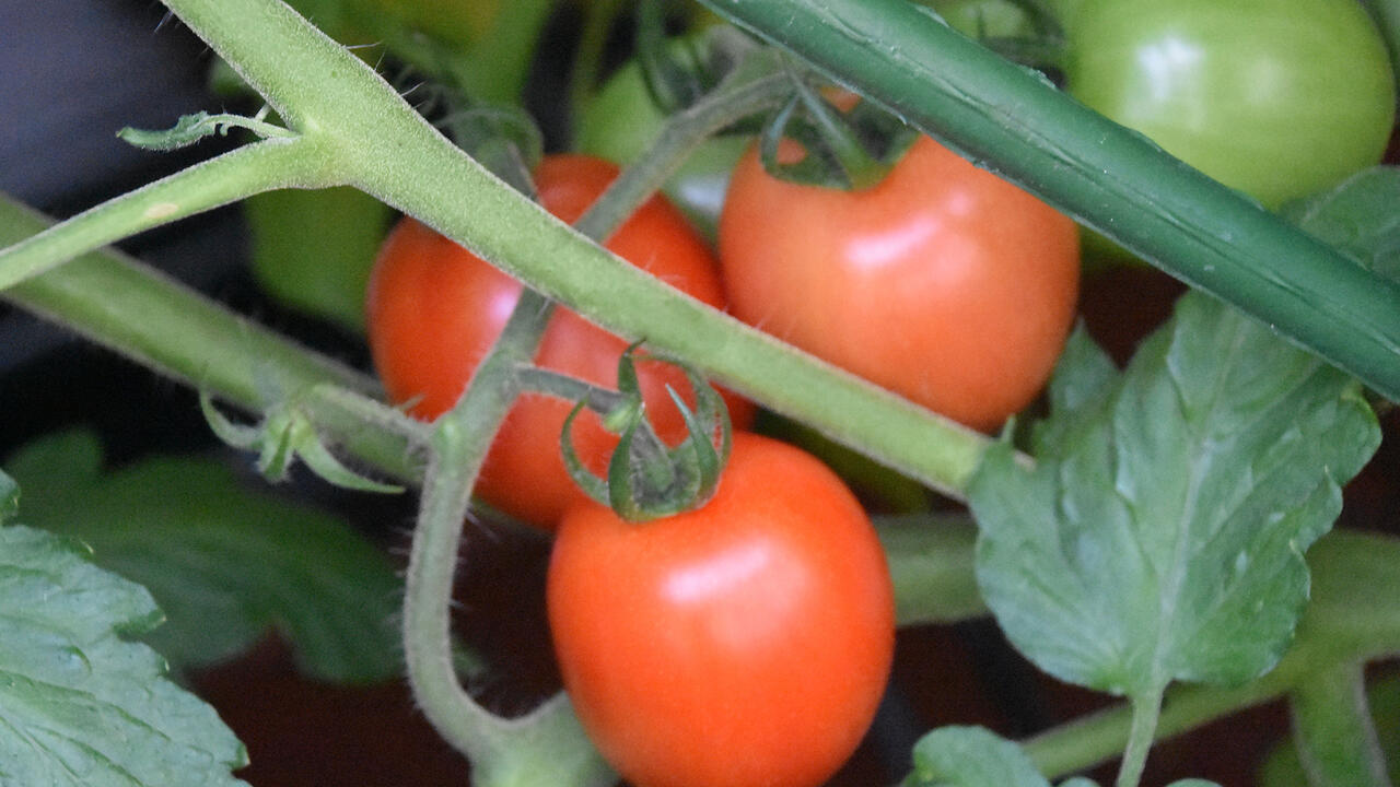 Three red tomatoes grow on a plant with green tomatoes.
