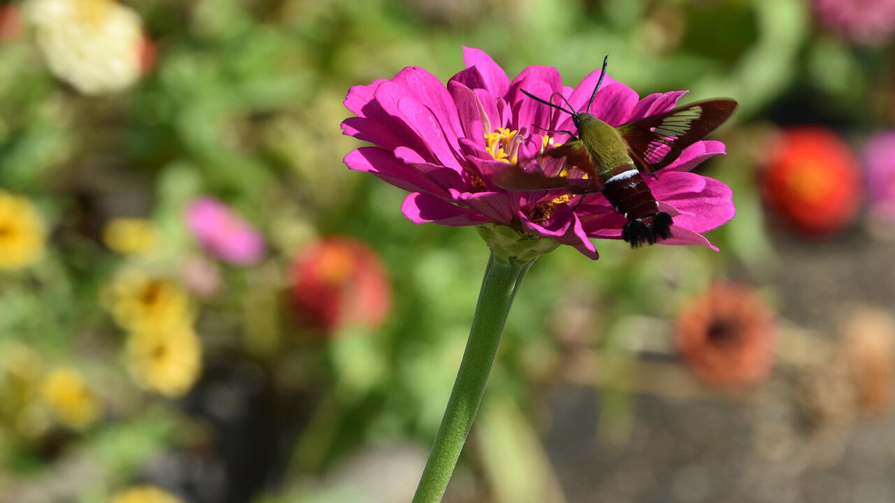 A moth feeds from a purple bloom.