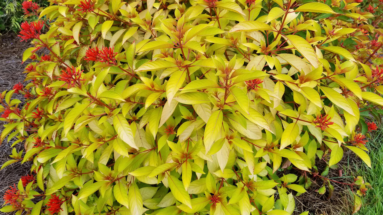 A bright-yellow bush has red flowers stalks.