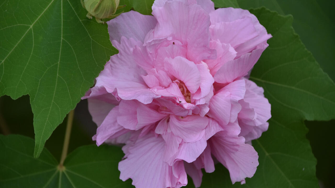 A single pink bloom is surrounded by green leaves.