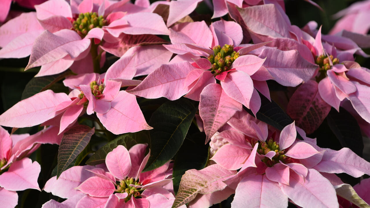 Pink poinsettias.