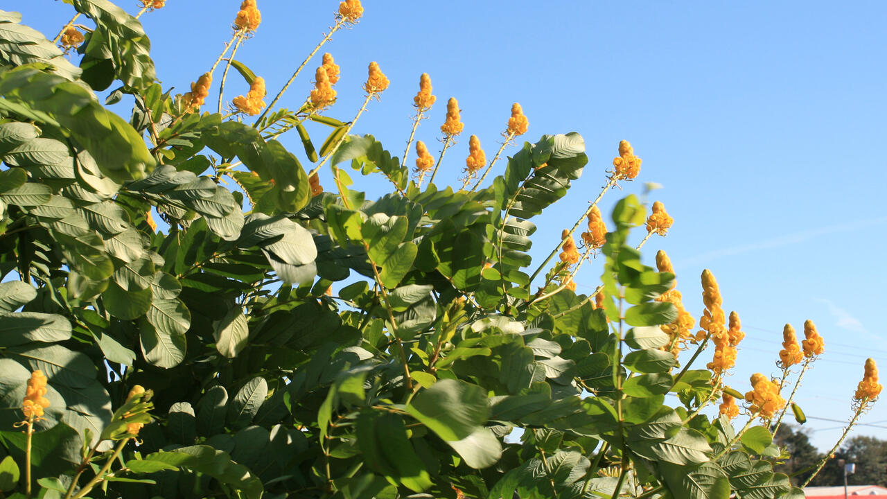 Individual yellow blooms stand upright from green foliage.