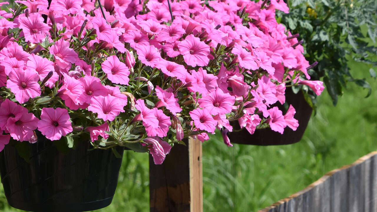 A hanging basket is filled with pink blooms.