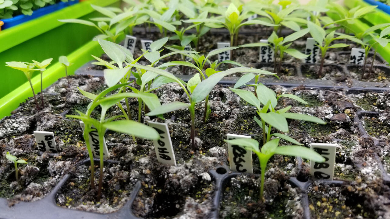 Tiny plants grow in black trays.