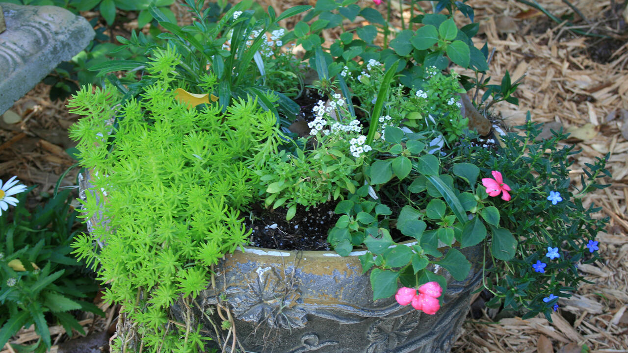 Small white, blue and pink flowers bloom from a container.