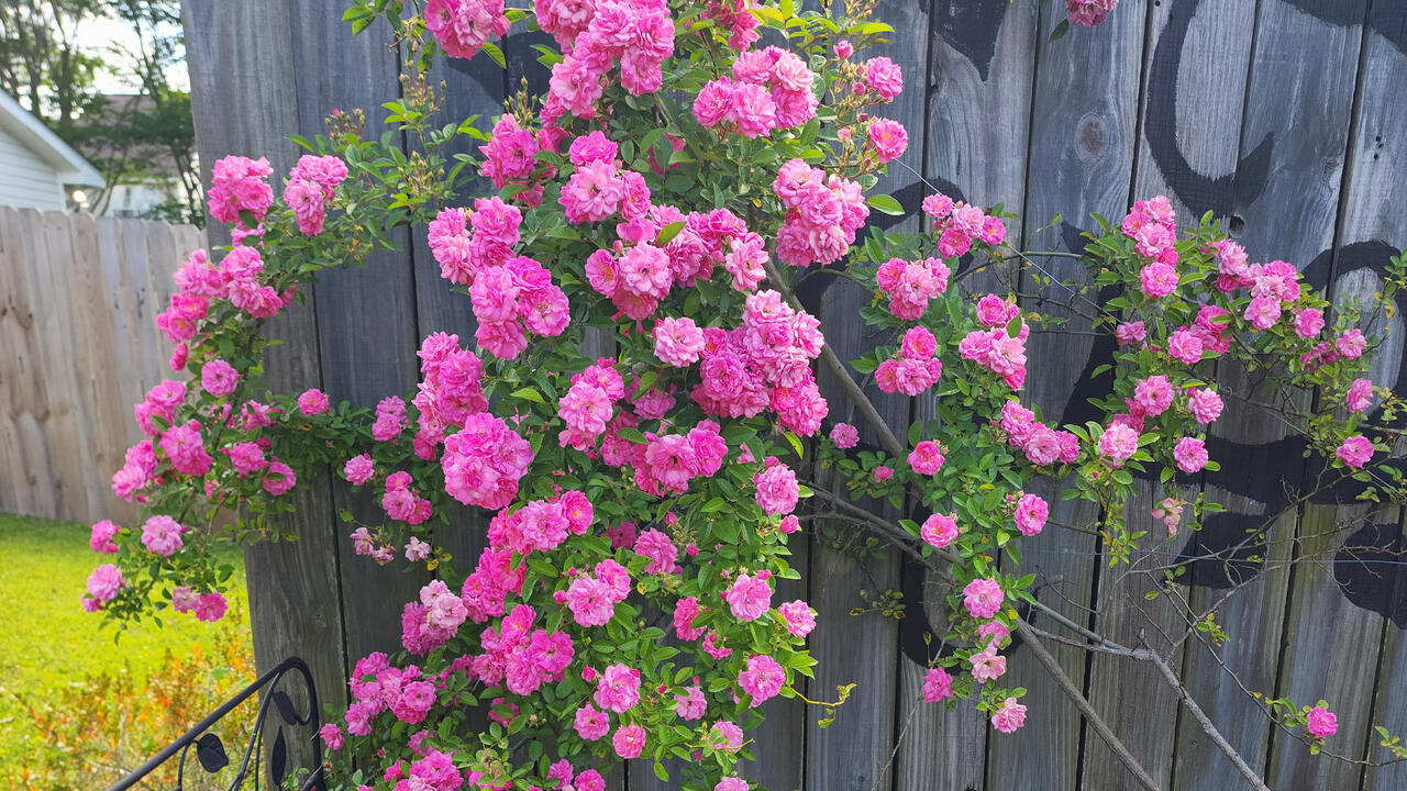 A cluster of pink blooms leaning against a wooden fence.