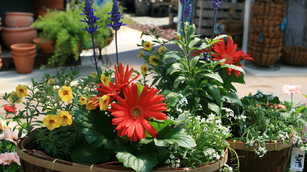 A container has big red blooms along with yellow and purple flowers.