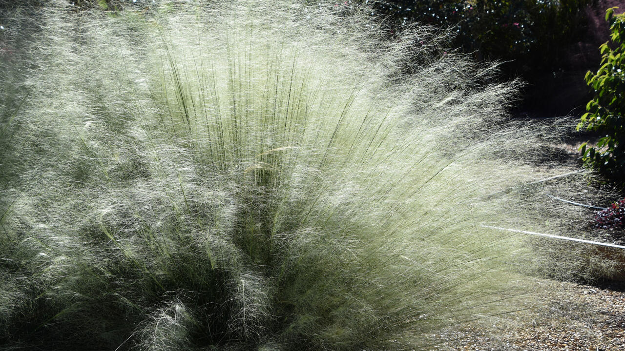 White ornamental grasses glow in the sunlight.