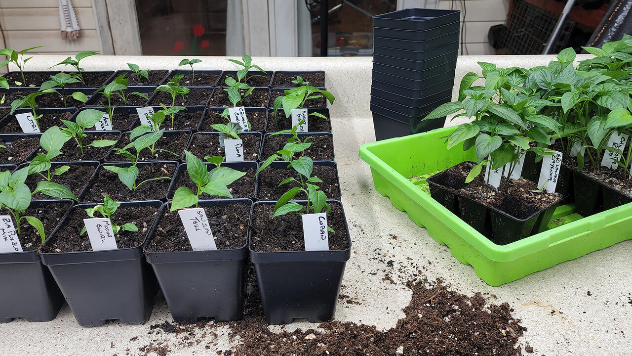 Small plants grow in black plastic trays.