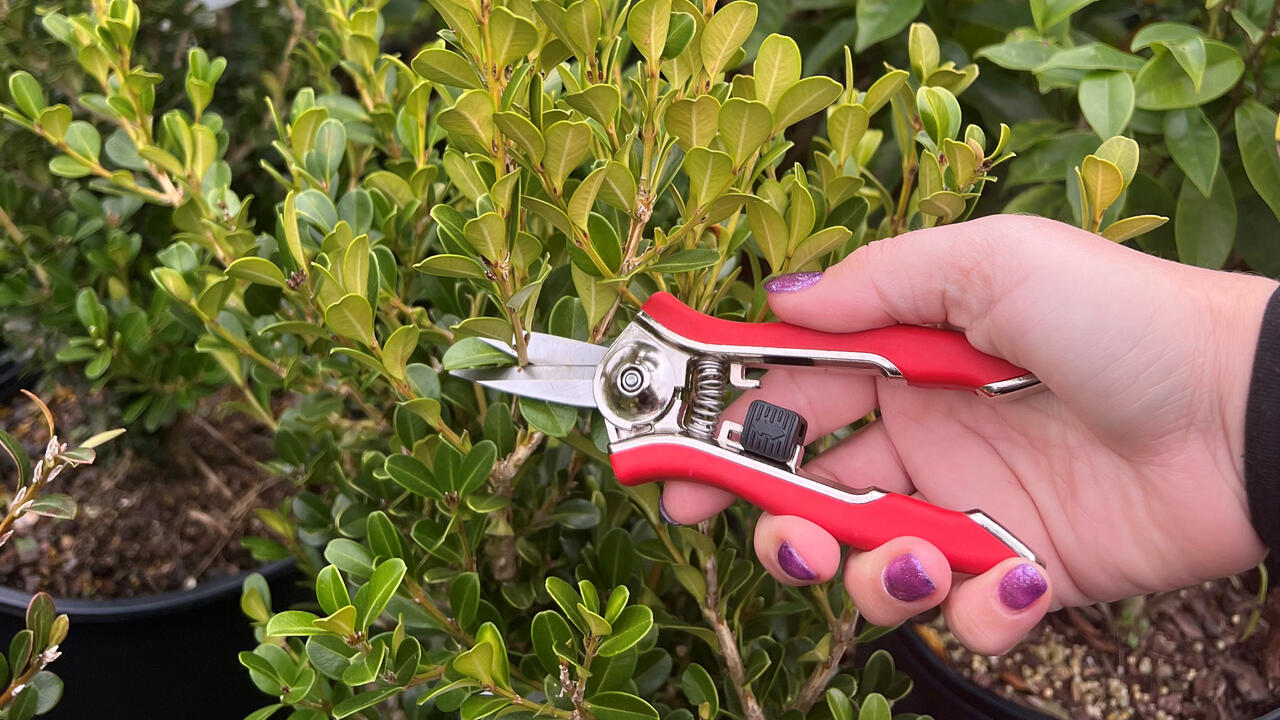 A hand holding shears prepares to trim a branch.