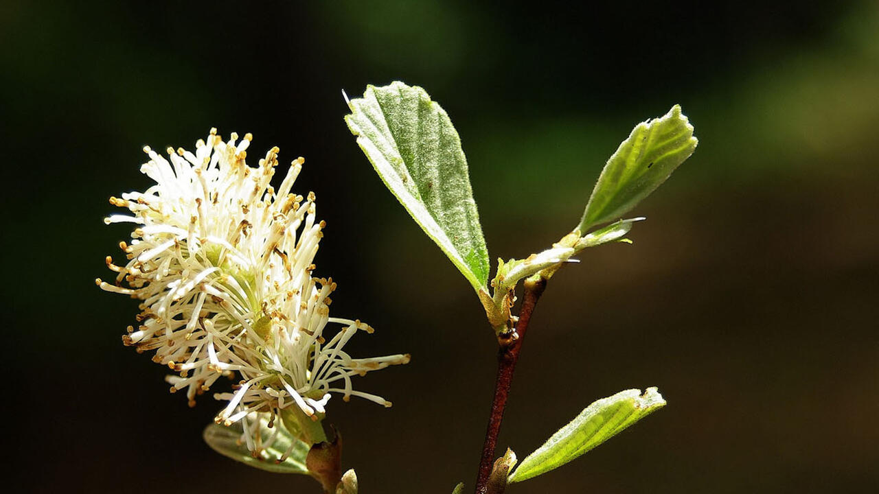 A bottlebrush-shaped flower and leaves are shown close-up.
